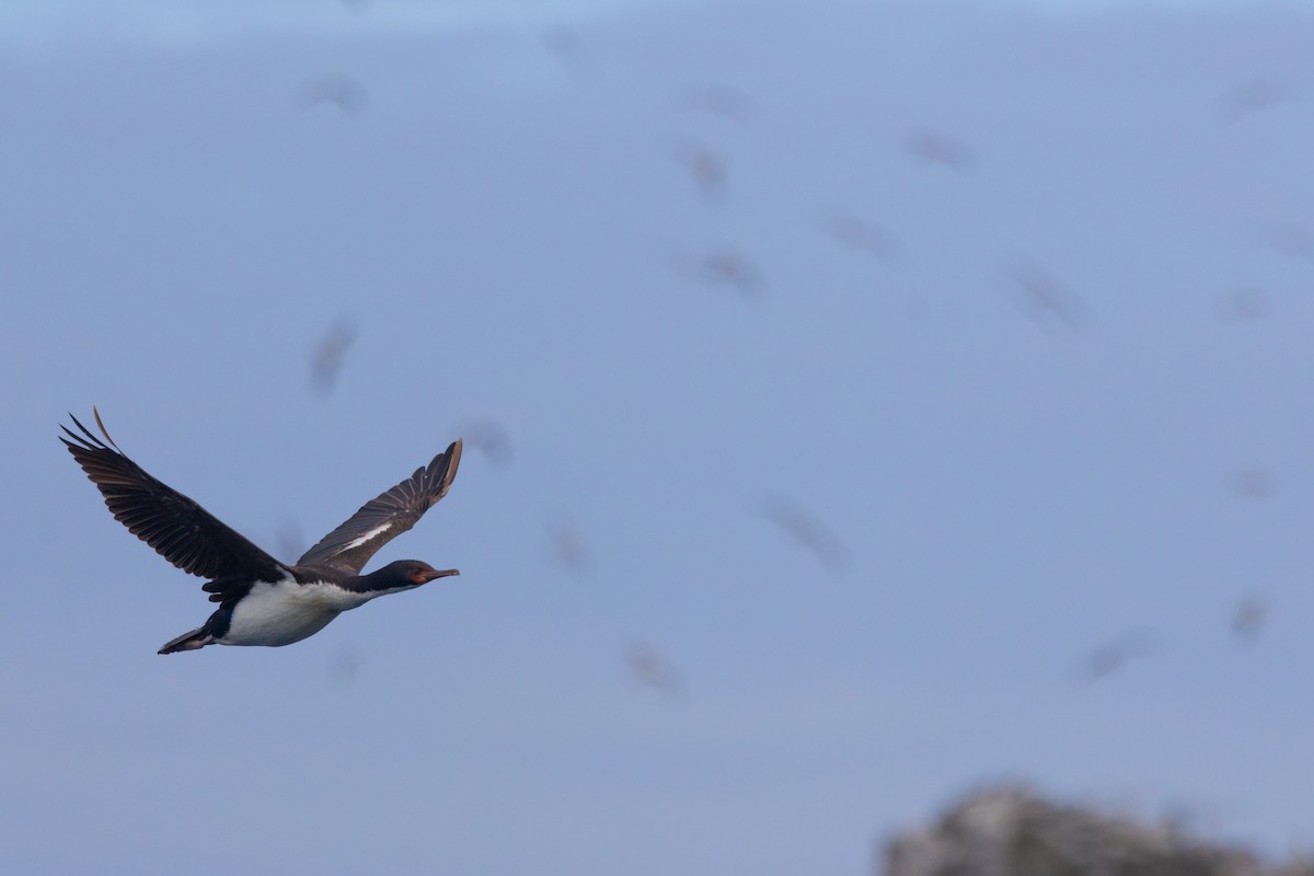 Баклан баунтійський - ML645984776