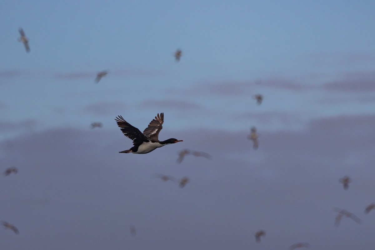 Баклан баунтійський - ML645984777