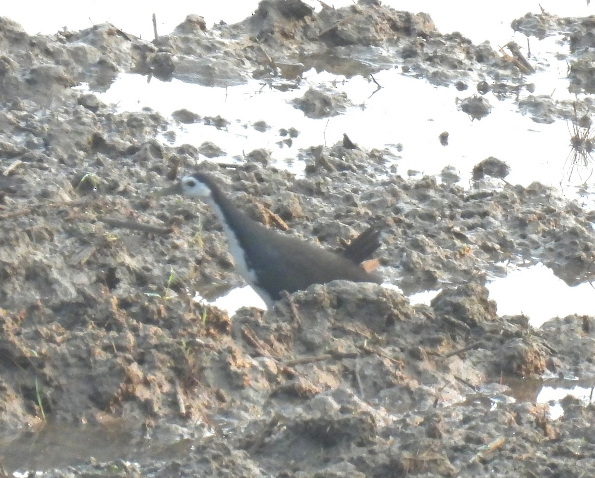 Багновик білогрудий - ML645984778