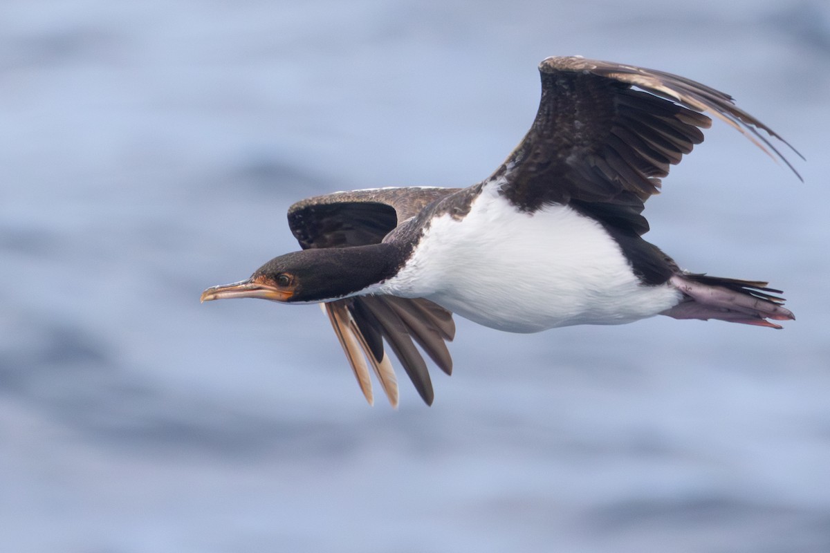 Баклан баунтійський - ML645984779