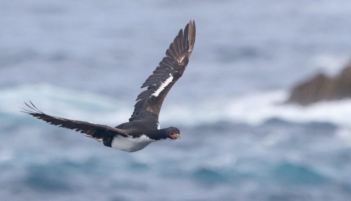 Баклан баунтійський - ML645984780