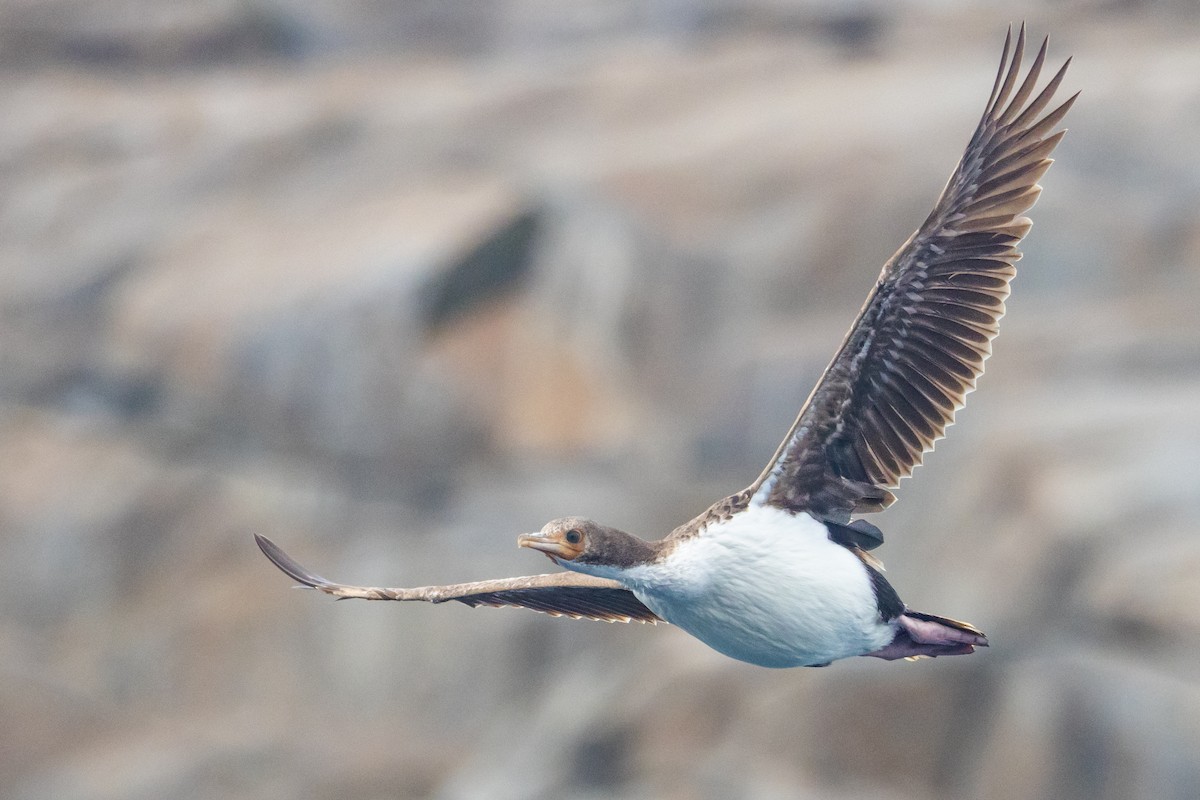 Баклан баунтійський - ML645984781