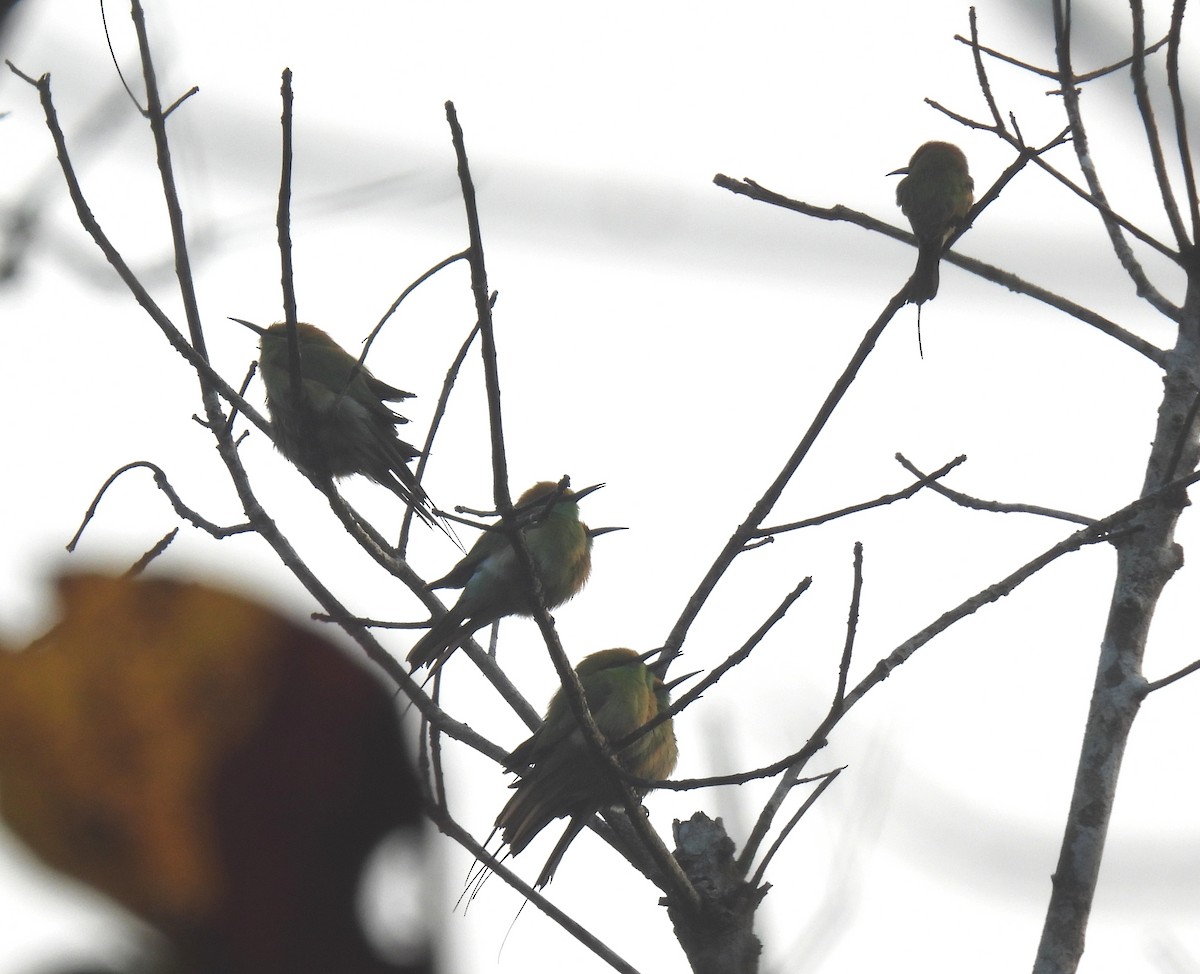 Бджолоїдка мала - ML645984784