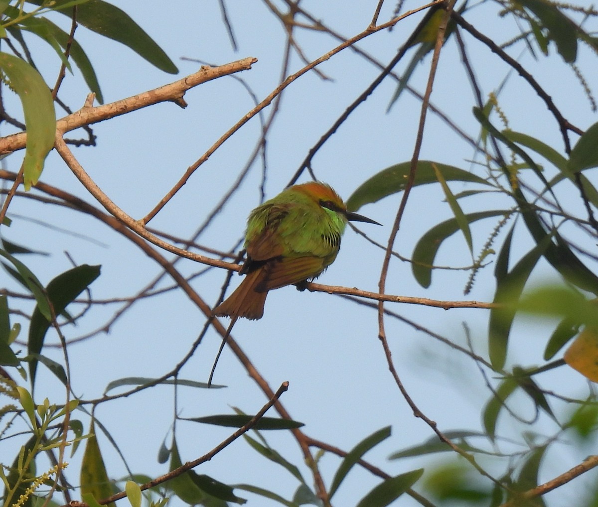 Бджолоїдка мала - ML645984787