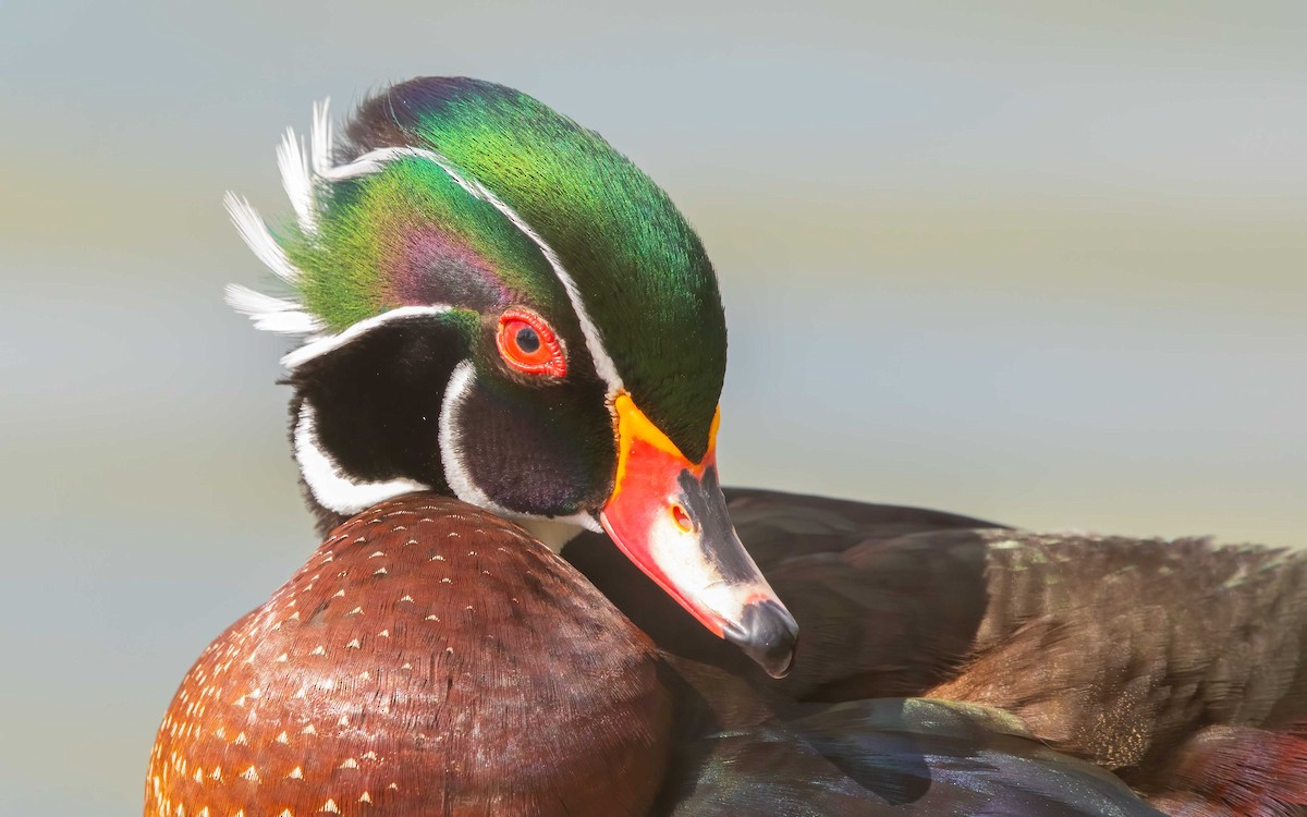 Каролінка - ML645984791