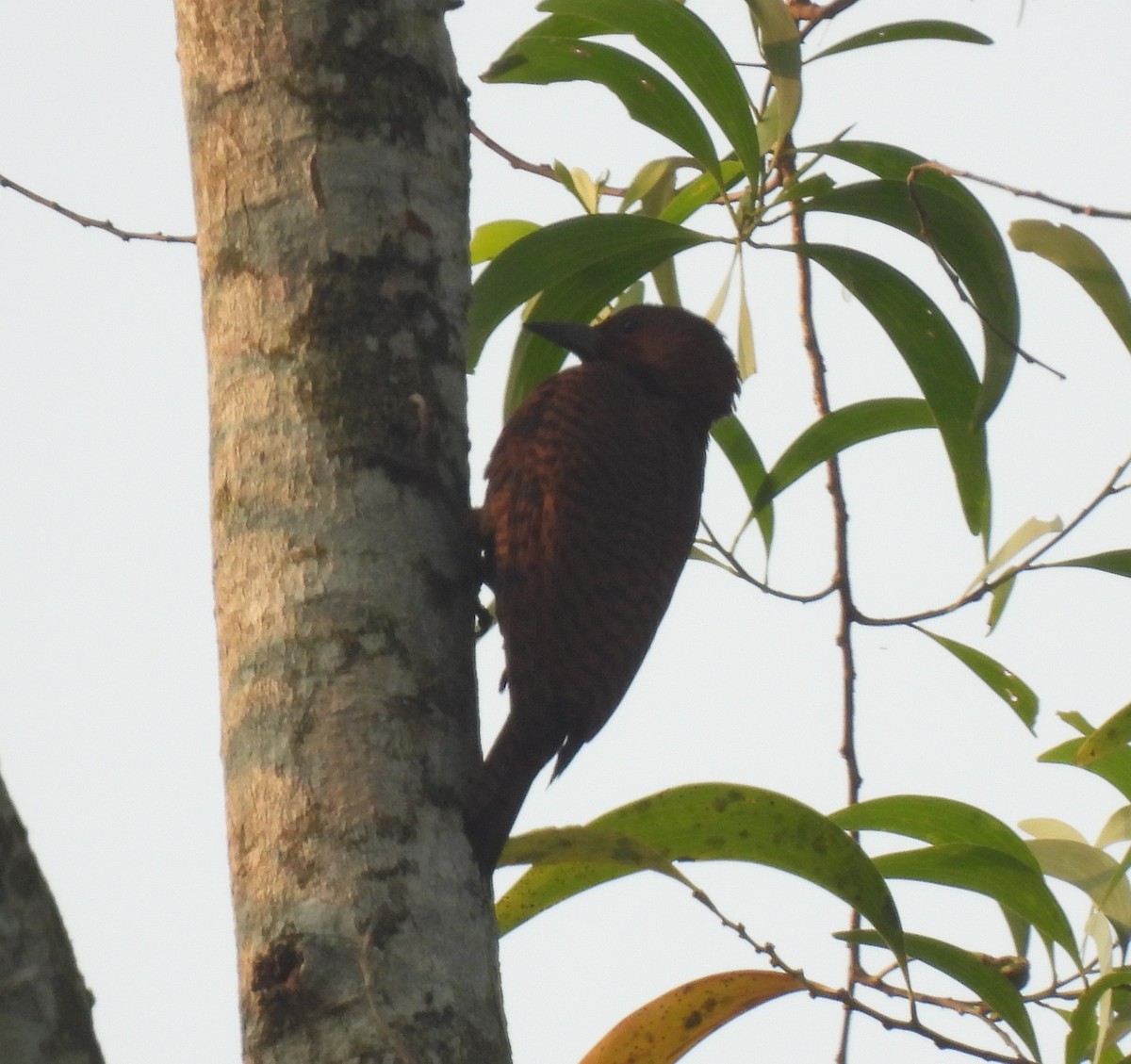 Rufous Woodpecker - ML645984794