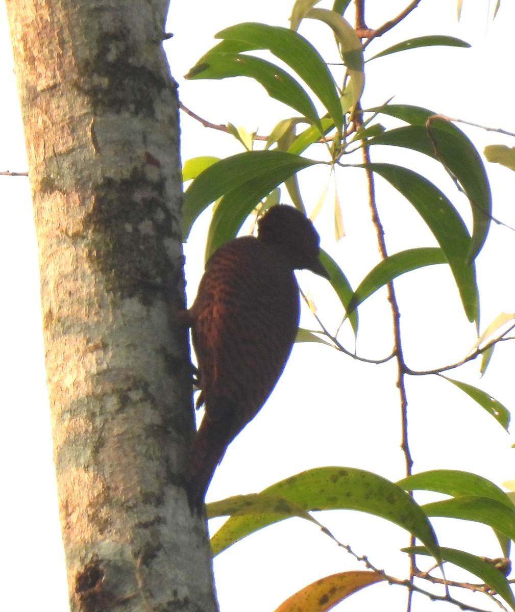 Rufous Woodpecker - ML645984800