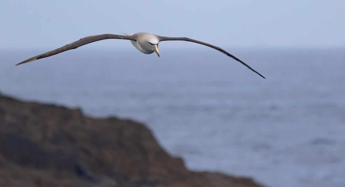 sølvhodealbatross - ML645984801