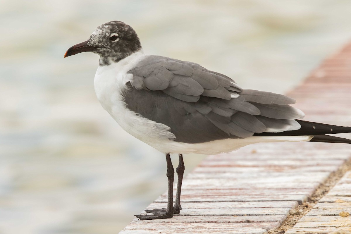 Ацтекская чайка - ML645984802