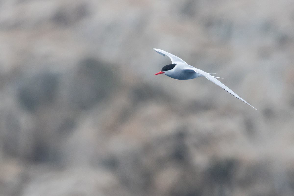 sørhavsterne - ML645984804