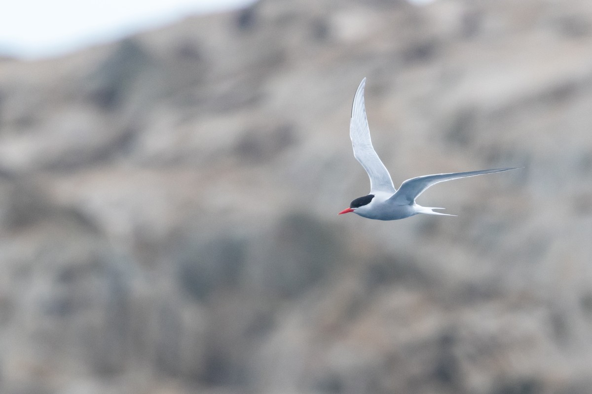 sørhavsterne - ML645984805