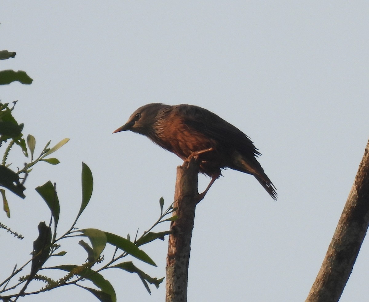 Chestnut-tailed Starling - ML645984806