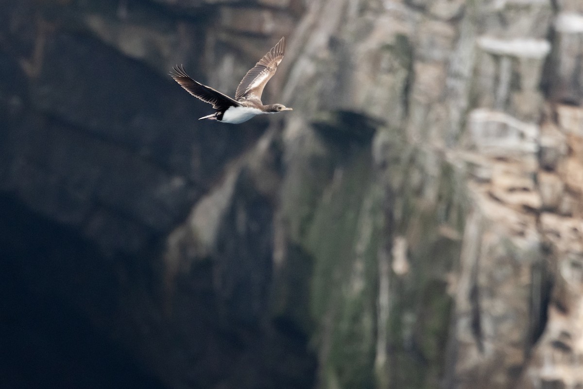 bountyskarv - ML645984807