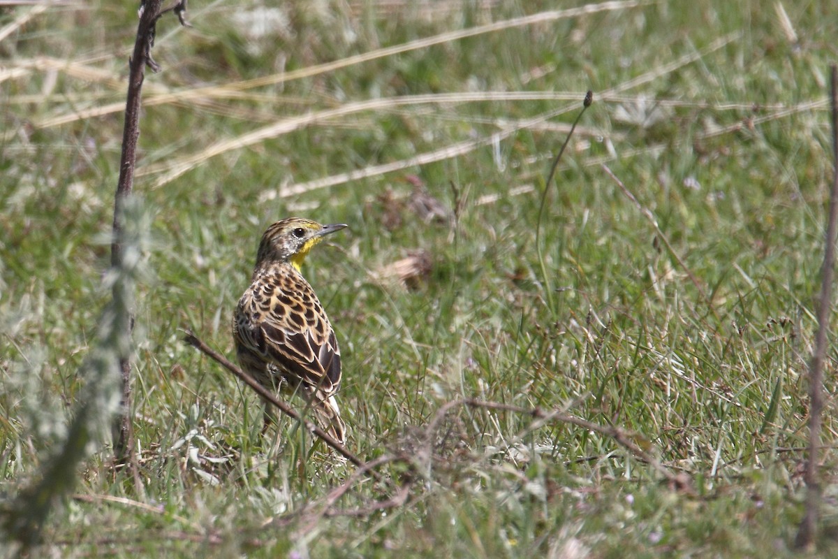 Sharpe's Longclaw - ML645984809