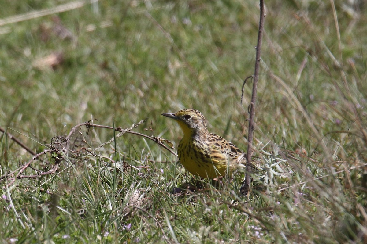 Sharpe's Longclaw - ML645984810