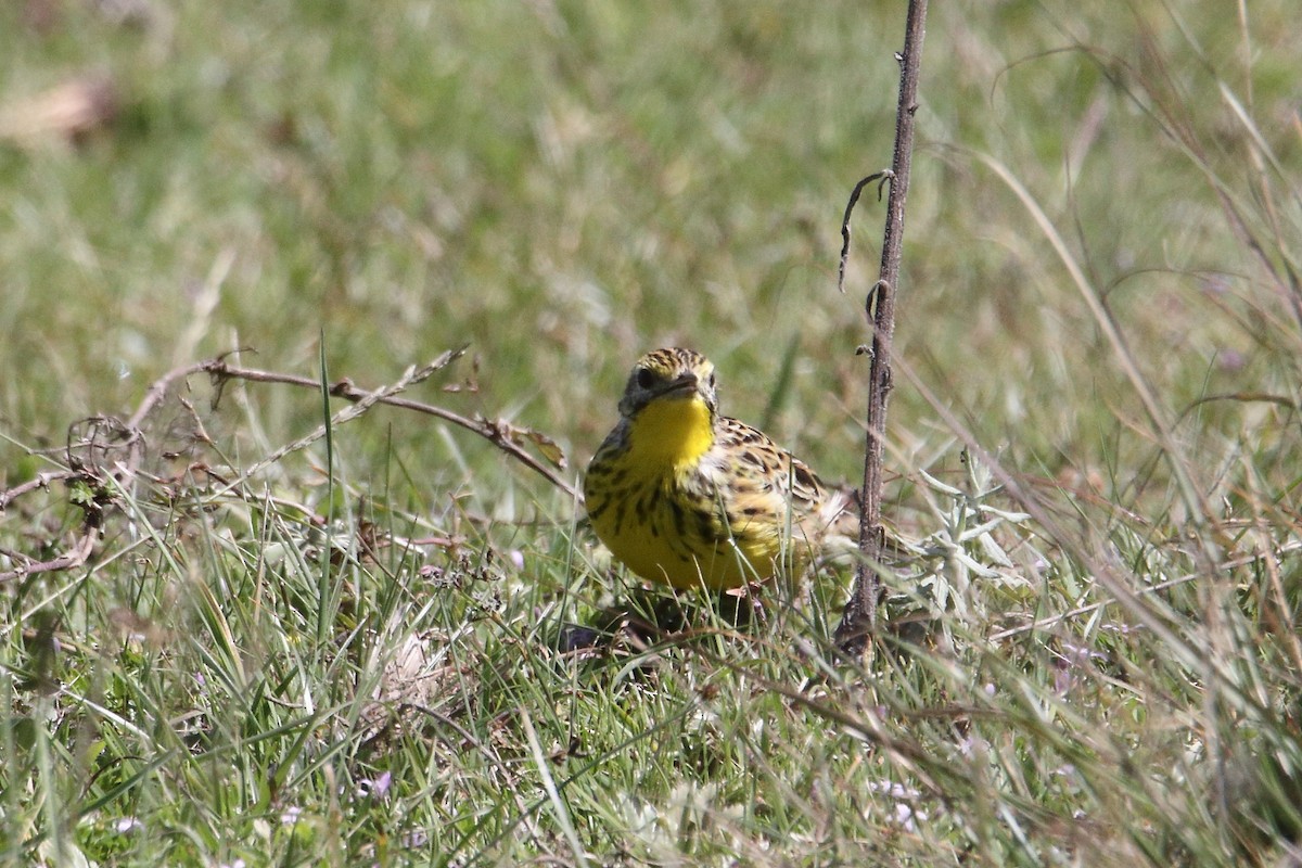 Sharpe's Longclaw - ML645984811