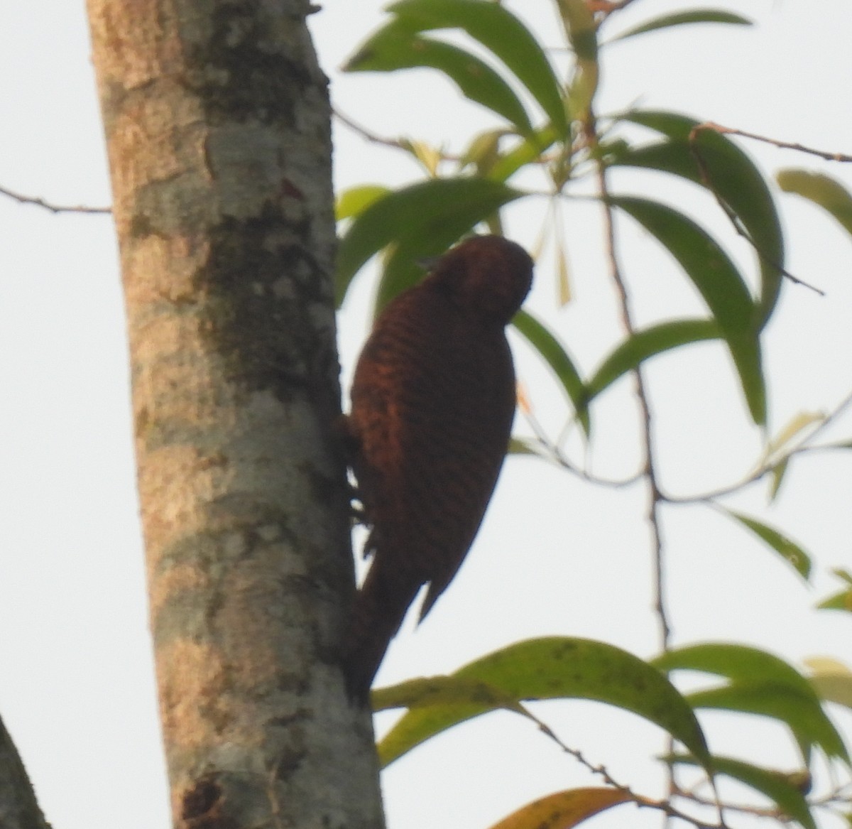 Rufous Woodpecker - ML645984813