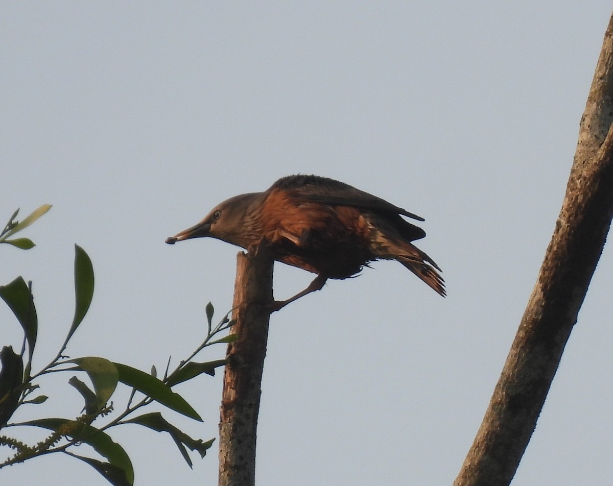 Chestnut-tailed Starling - ML645984825