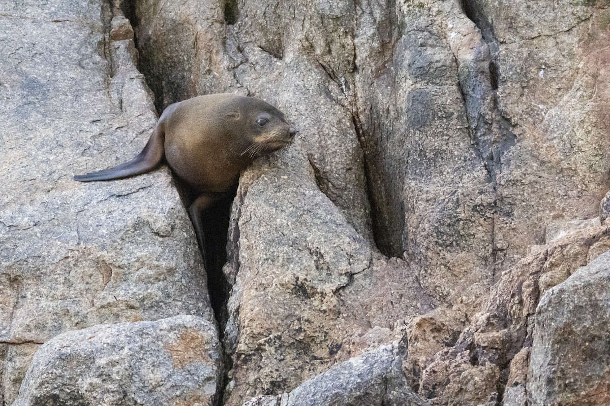 Long-nosed Fur Seal - ML645984828