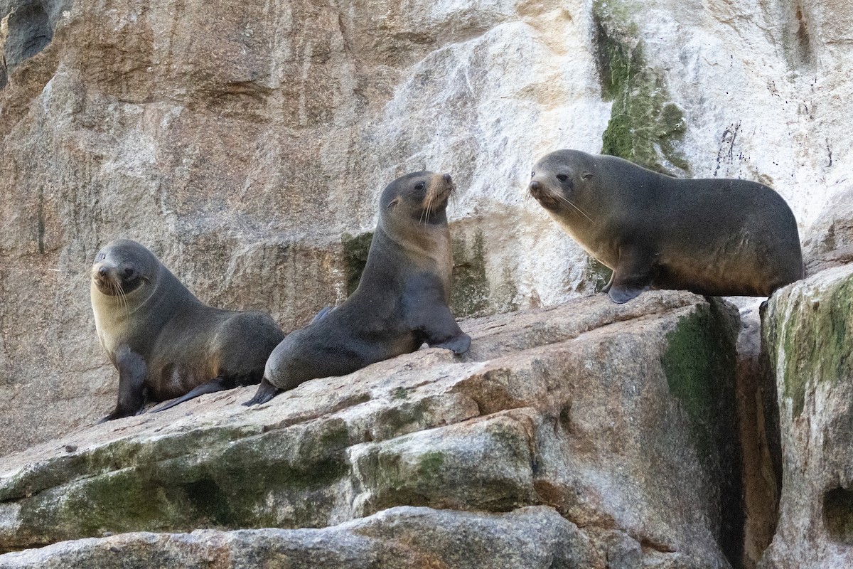 Long-nosed Fur Seal - ML645984829