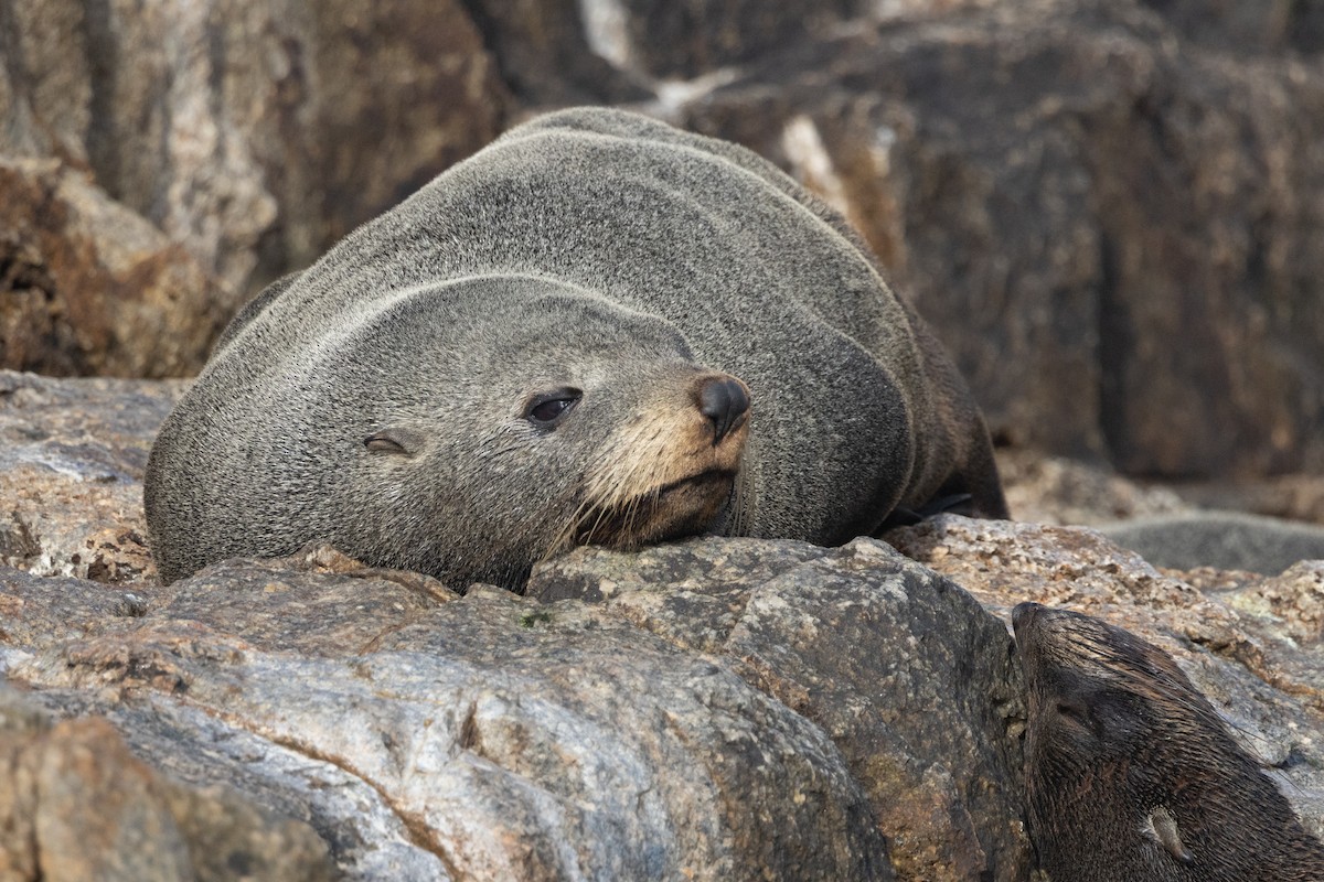 Long-nosed Fur Seal - ML645984830
