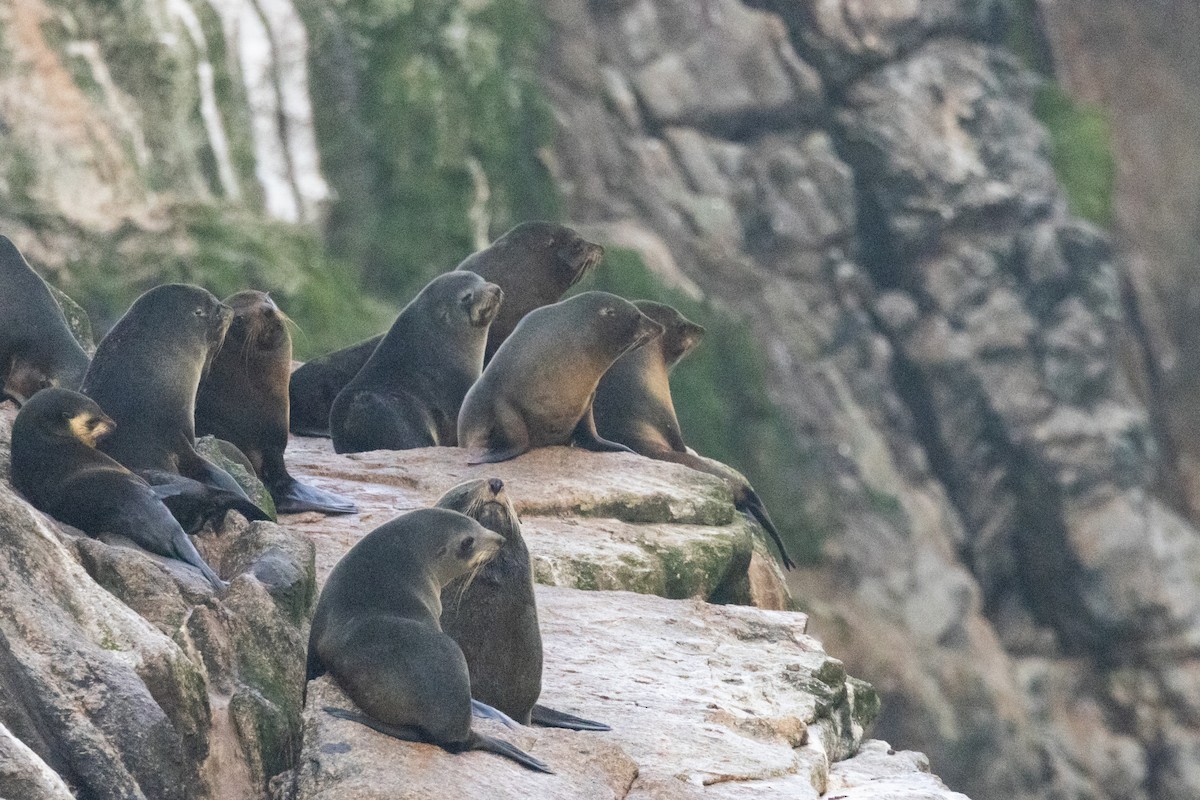 Subantarctic Fur Seal - ML645984832