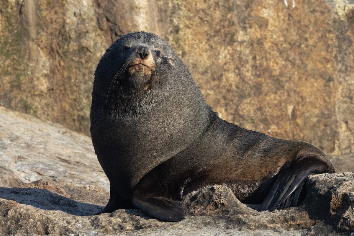 Long-nosed Fur Seal - ML645984833