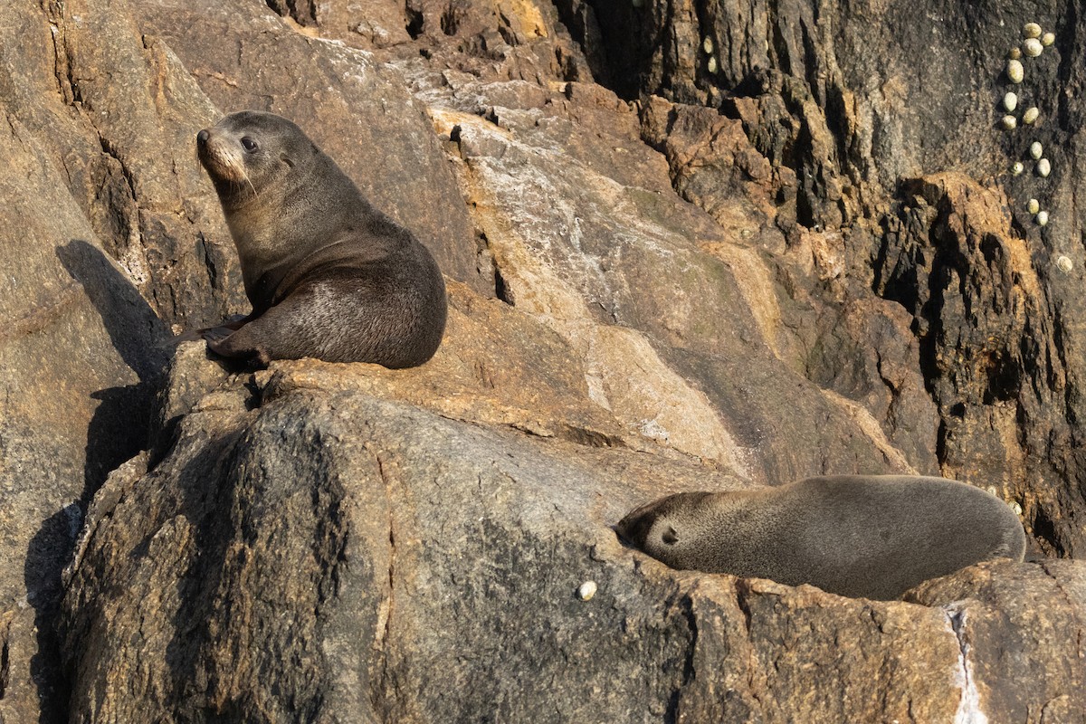 Long-nosed Fur Seal - ML645984835