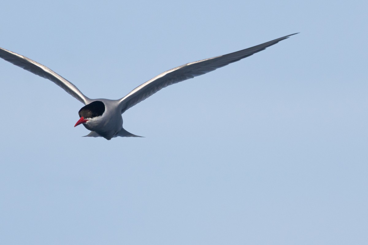 sørhavsterne - ML645984838