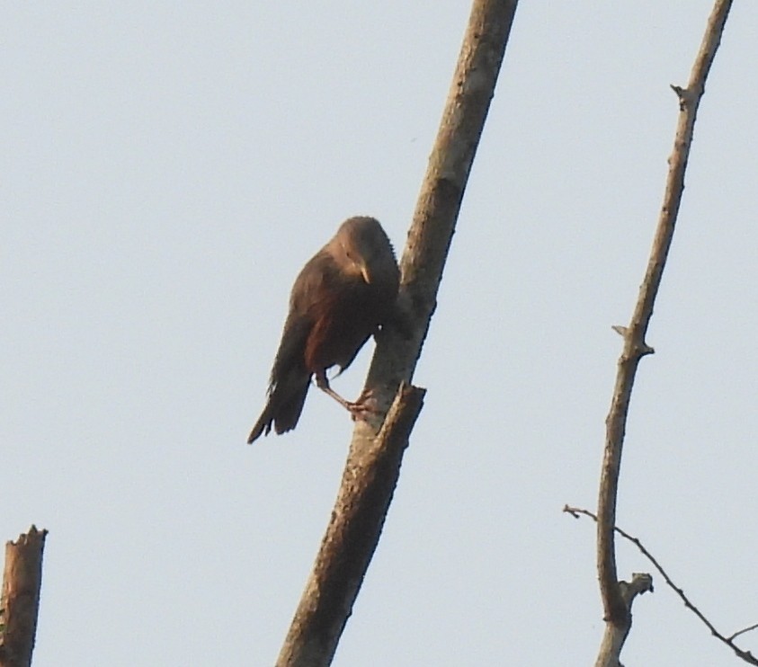 Chestnut-tailed Starling - ML645984839