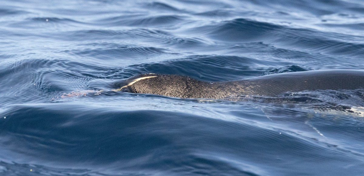 hornpingvin - ML645984842