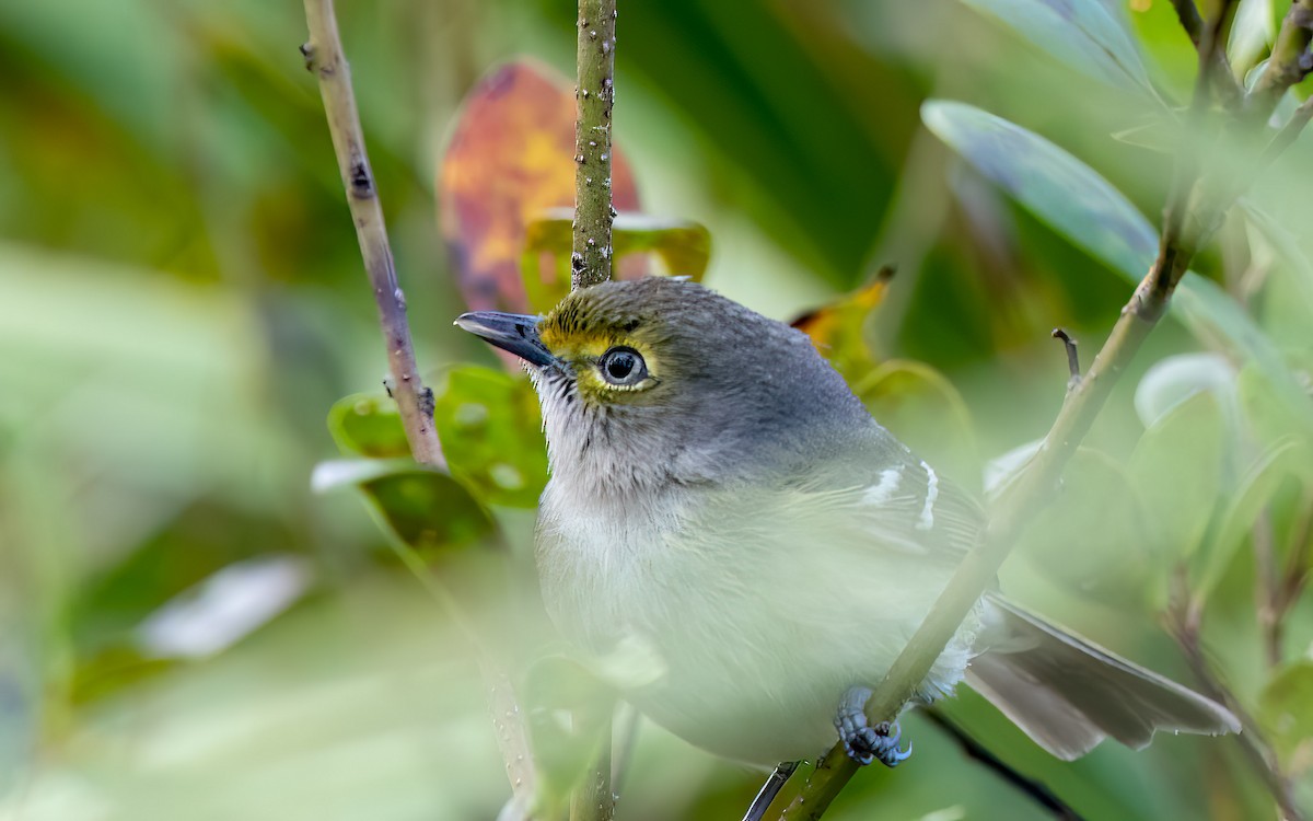 Weißaugenvireo - ML645984844