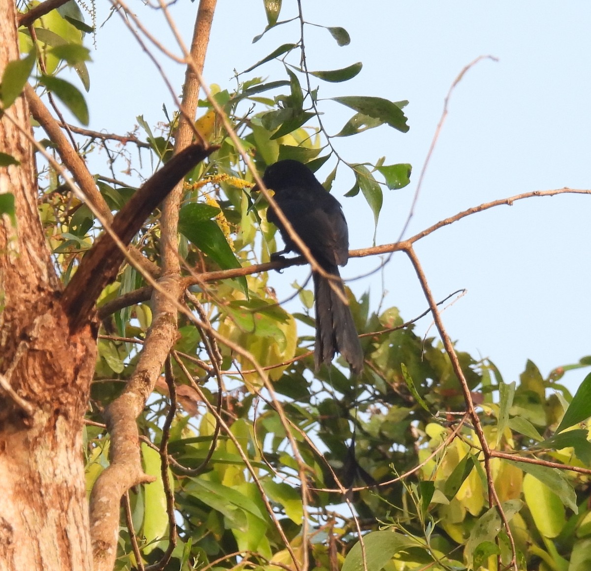 Greater Racket-tailed Drongo - ML645984854