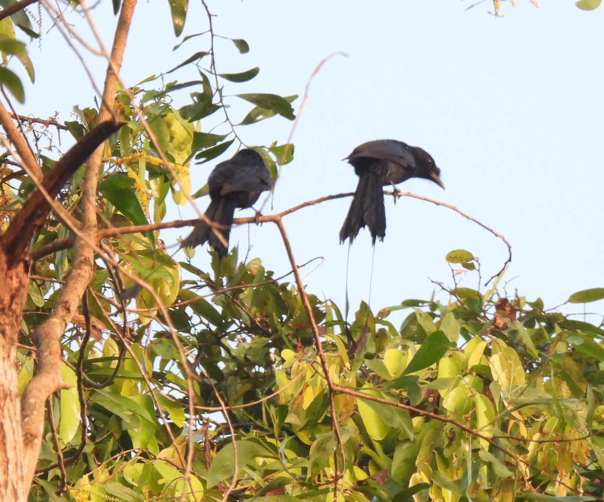 Greater Racket-tailed Drongo - ML645984856