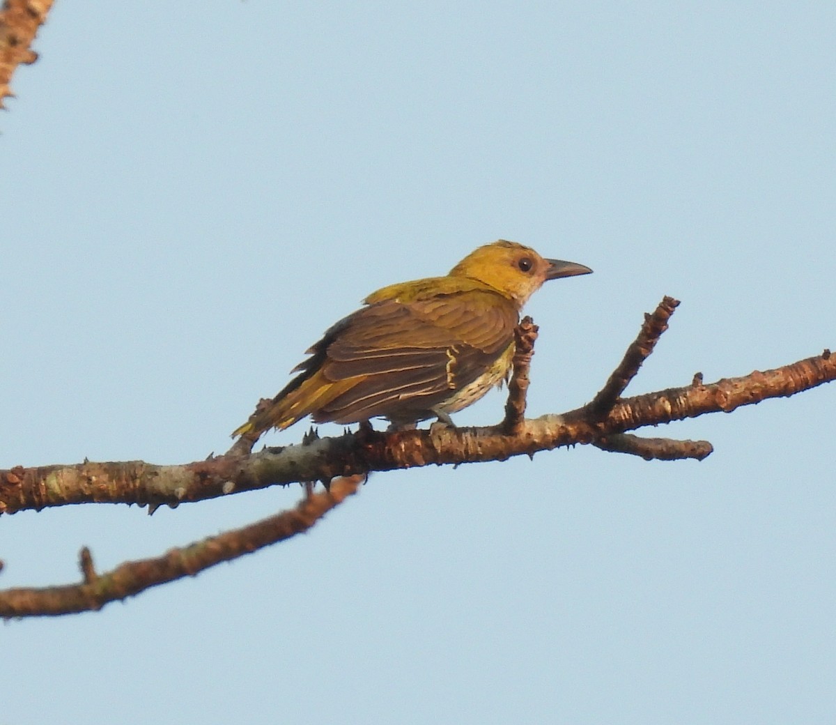 Indian Golden Oriole - ML645984860