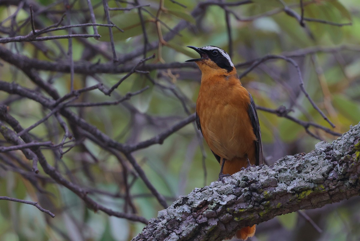 White-browed Robin-Chat - ML645984862