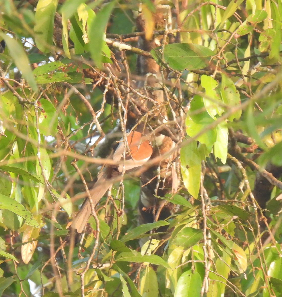 チャイロオナガ - ML645984863