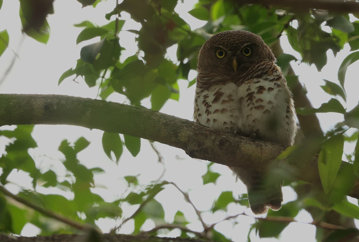 African Barred Owlet - ML645984864