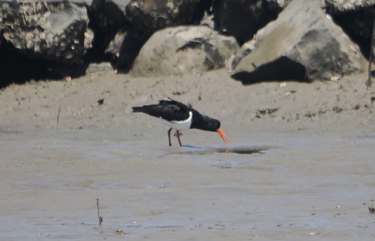 オーストラリアミヤコドリ - ML645984866