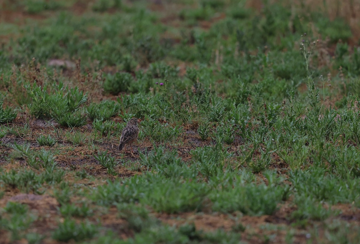 ベニハシシトドコヒバリ - ML645984867