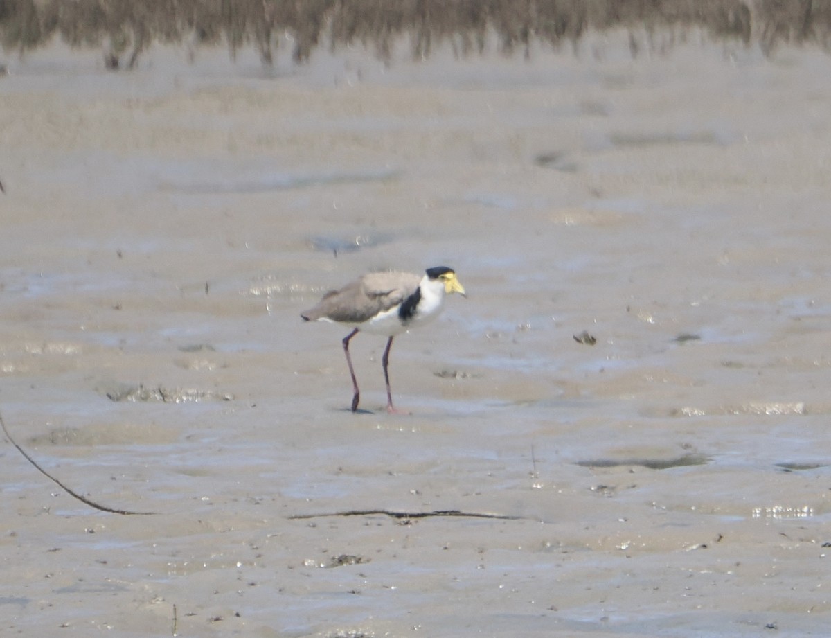 ズグロトサカゲリ - ML645984868