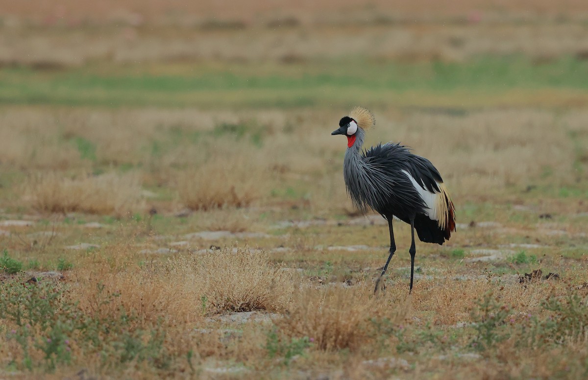 ホオジロカンムリヅル - ML645984869