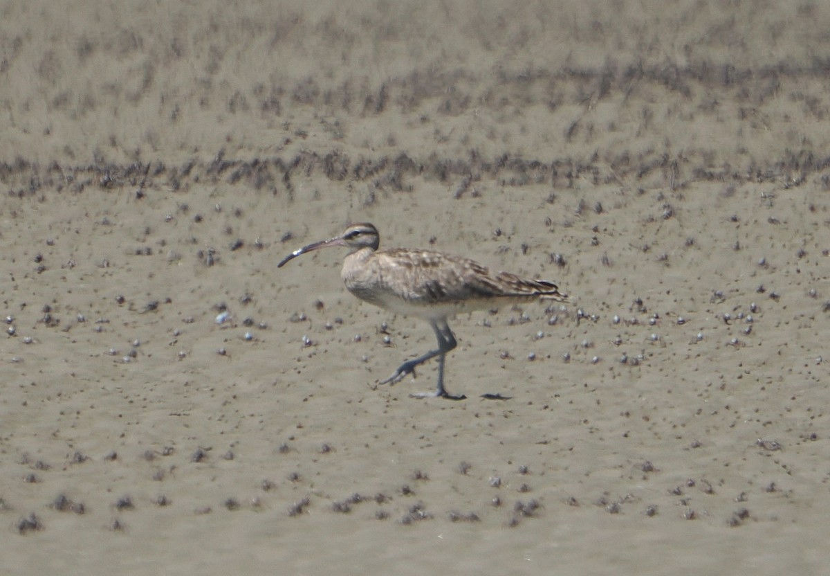 チュウシャクシギ - ML645984871