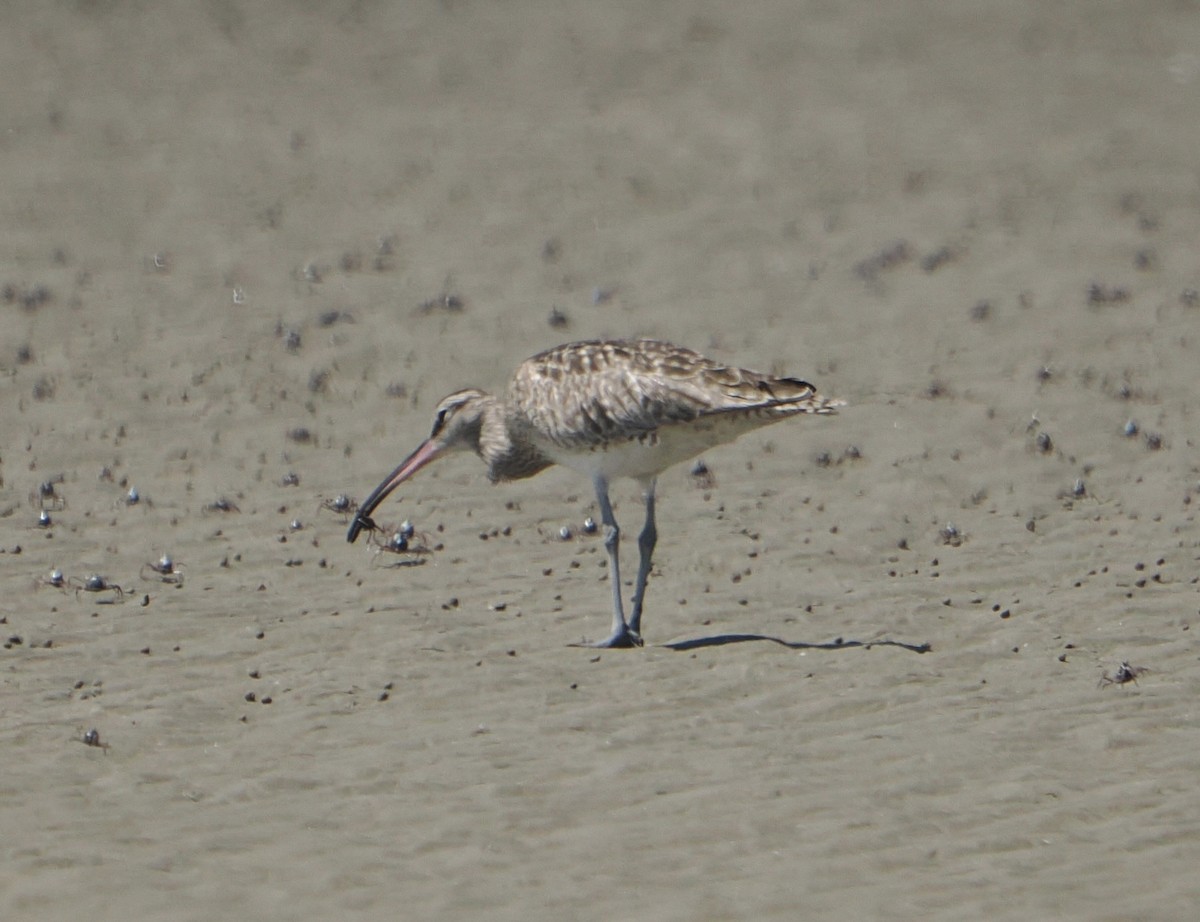 チュウシャクシギ - ML645984872