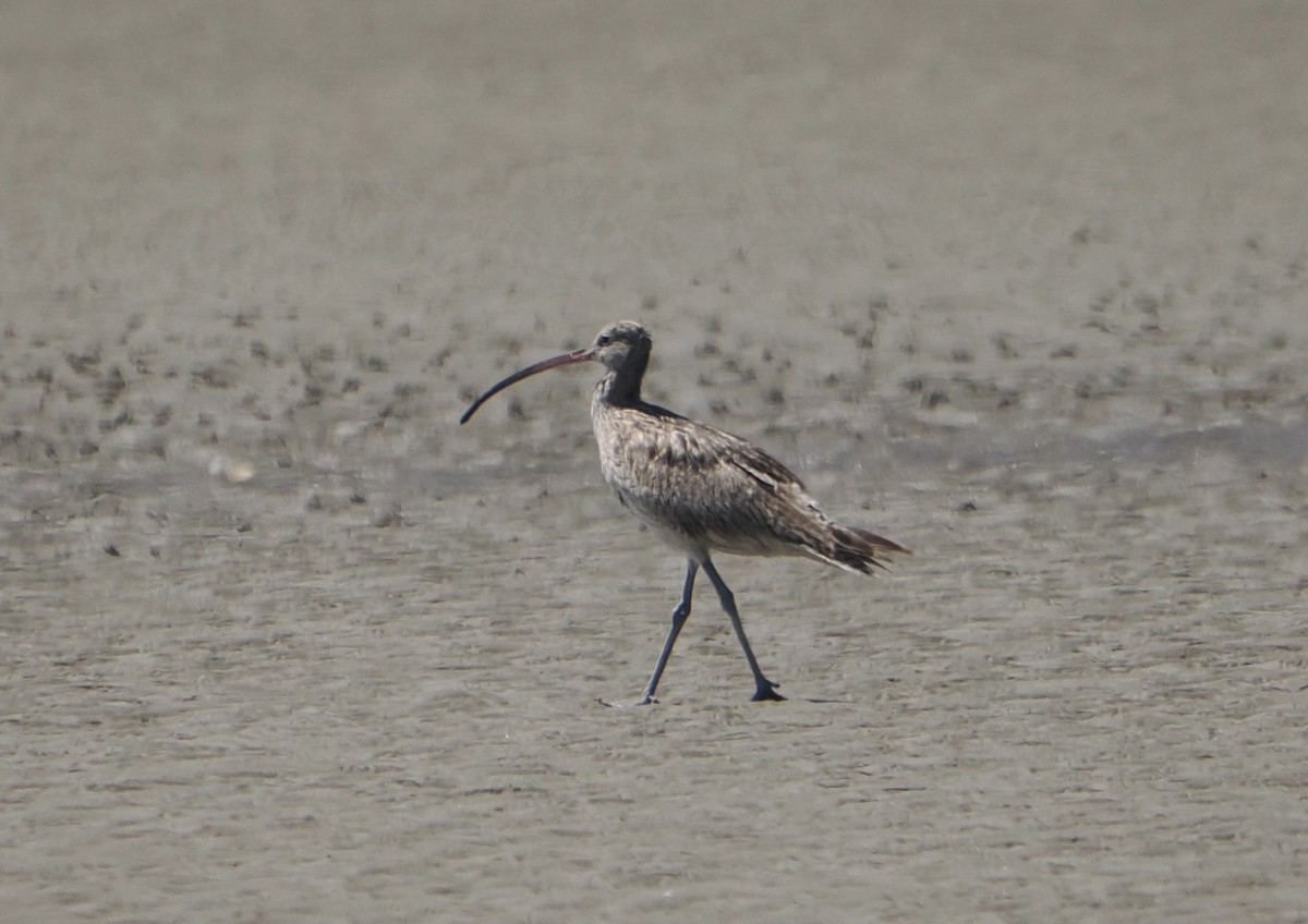 ホウロクシギ - ML645984874