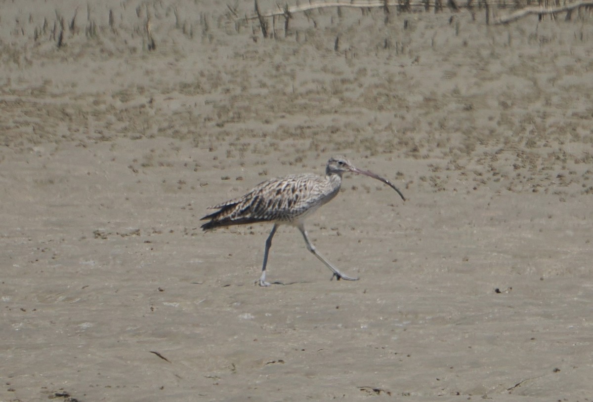 ホウロクシギ - ML645984875