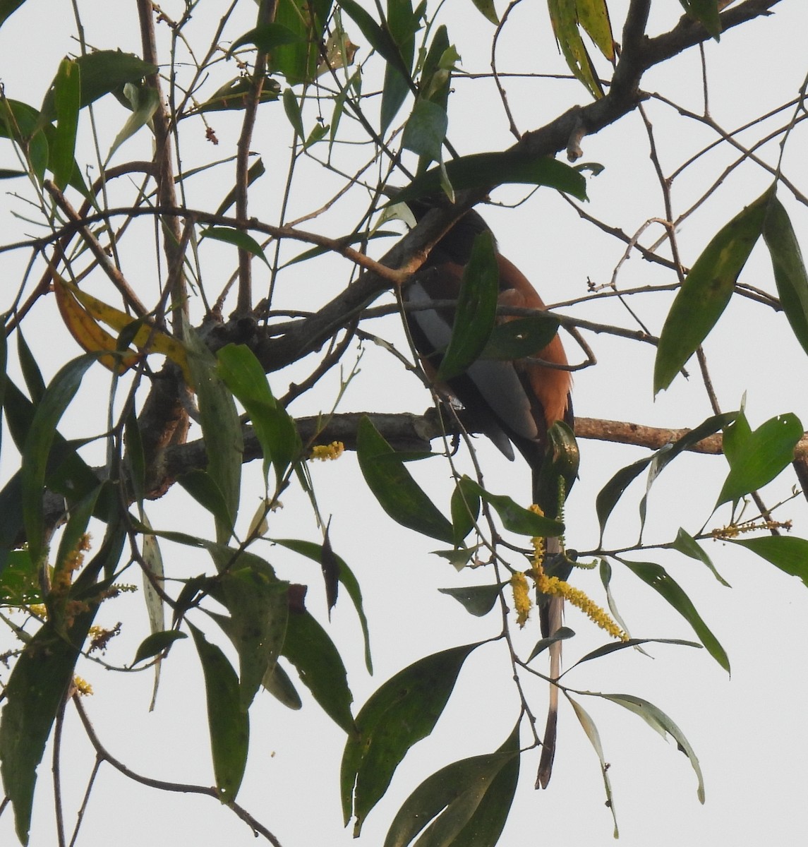 チャイロオナガ - ML645984876