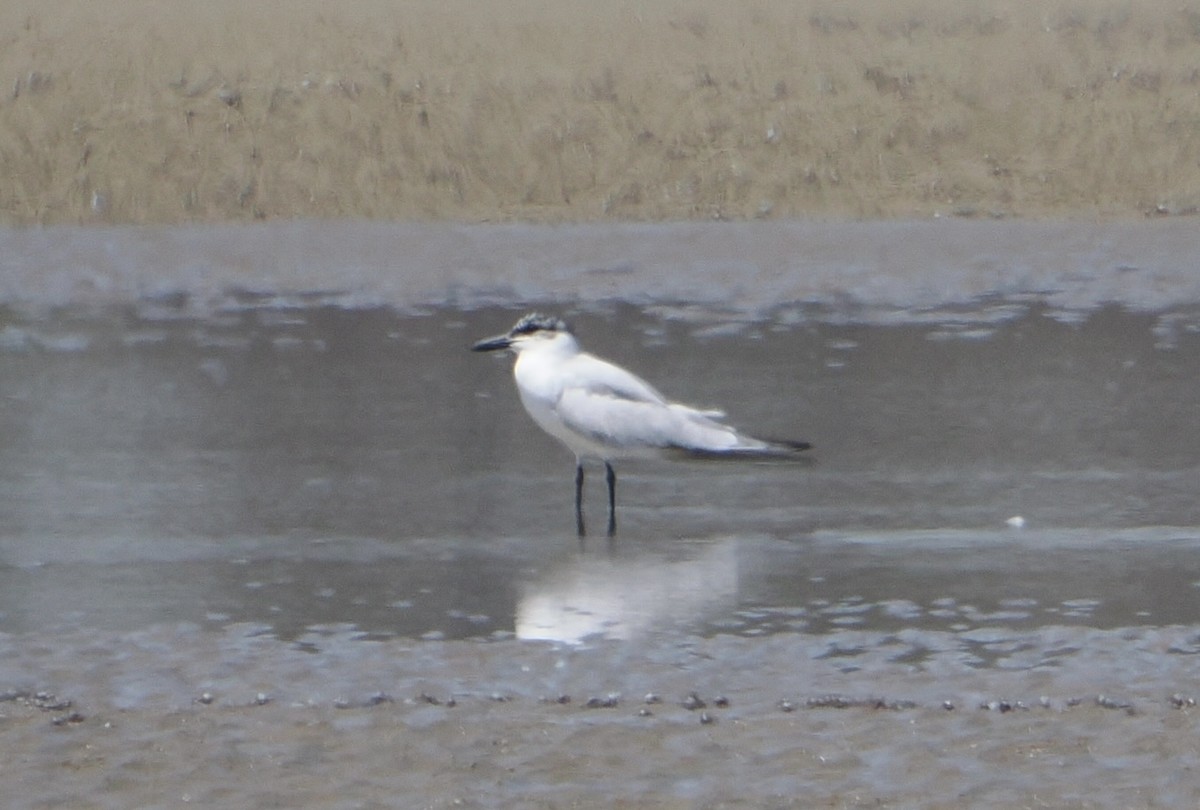 オーストラリアハシブトアジサシ - ML645984878