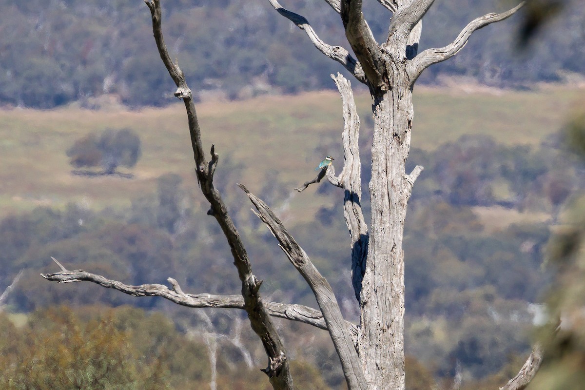 ヒジリショウビン - ML645984879