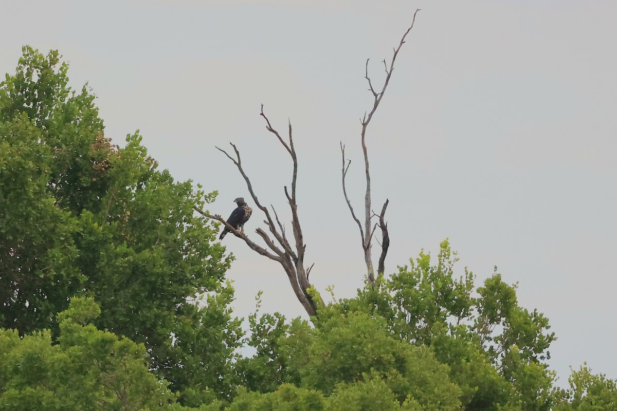 カンムリクマタカ - ML645984882
